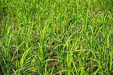 《饥荒：联机版》十周年更新上线 Steam新史低骨折促销